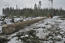 Rückezange mit Schwenkgelenk beim Rücken